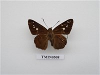 藏品(臺灣瑟弄蝶)的圖片